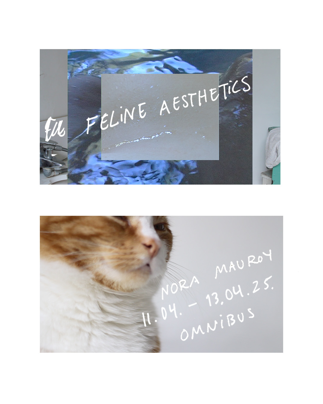 Feline Aesthetics